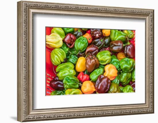 The Bronx, New York, USA. Multi colored bell peppers for sale.-Emily Wilson-Framed Photographic Print