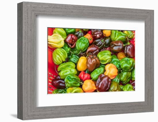 The Bronx, New York, USA. Multi colored bell peppers for sale.-Emily Wilson-Framed Photographic Print