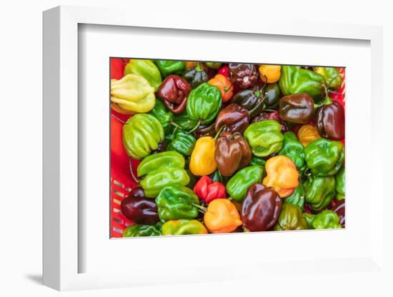 The Bronx, New York, USA. Multi colored bell peppers for sale.-Emily Wilson-Framed Photographic Print