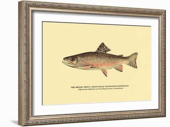 The Brook Trout, Showing Brilliant or Breeding Season Coloration-H.h. Leonard-Framed Art Print