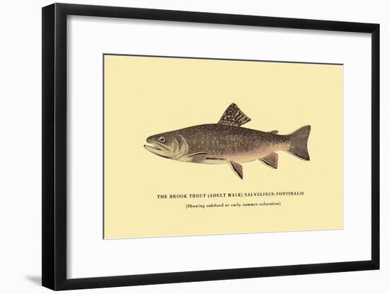 The Brook Trout, Showing Subdued or Early Summer Coloration-H.h. Leonard-Framed Art Print