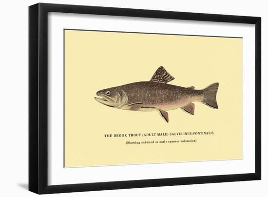 The Brook Trout, Showing Subdued or Early Summer Coloration-H.h. Leonard-Framed Art Print