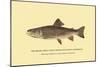 The Brook Trout, Showing Subdued or Early Summer Coloration-H.h. Leonard-Mounted Art Print