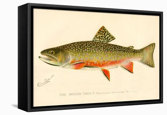 The Brook Trout-null-Framed Premier Image Canvas