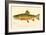 The Brook Trout-null-Framed Giclee Print