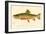 The Brook Trout-null-Framed Giclee Print