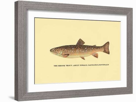 The Brook Trout-H.h. Leonard-Framed Art Print