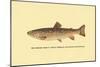 The Brook Trout-H.h. Leonard-Mounted Art Print