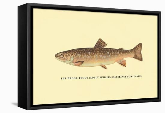 The Brook Trout-H.h. Leonard-Framed Stretched Canvas