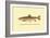 The Brook Trout-H.h. Leonard-Framed Art Print