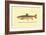 The Brook Trout-H.h. Leonard-Framed Art Print