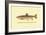 The Brook Trout-H.h. Leonard-Framed Art Print