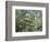 The Brook-Paul Cézanne-Framed Art Print