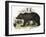 The Brown Bear, Educational Illustration Published by the Society for Promoting Christian Knowledge-Josiah Wood Whymper-Framed Giclee Print