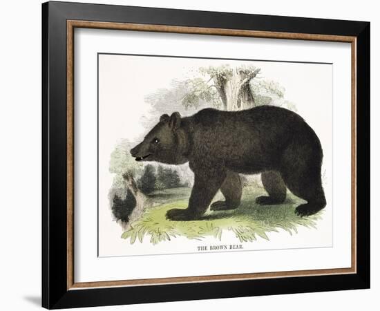 The Brown Bear, Educational Illustration Published by the Society for Promoting Christian Knowledge-Josiah Wood Whymper-Framed Giclee Print