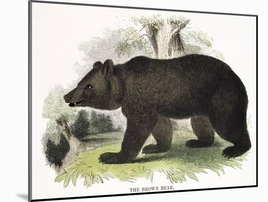 The Brown Bear, Educational Illustration Published by the Society for Promoting Christian Knowledge-Josiah Wood Whymper-Mounted Giclee Print