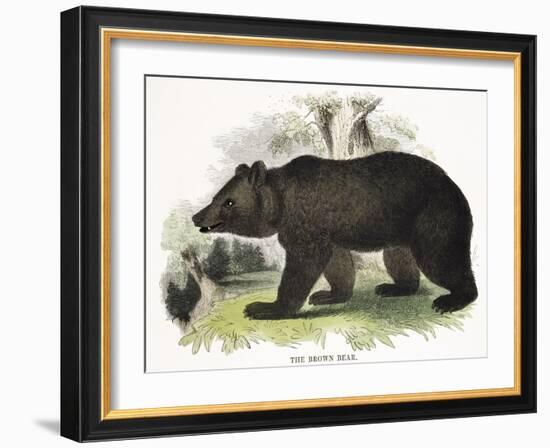 The Brown Bear, Educational Illustration Published by the Society for Promoting Christian Knowledge-Josiah Wood Whymper-Framed Giclee Print