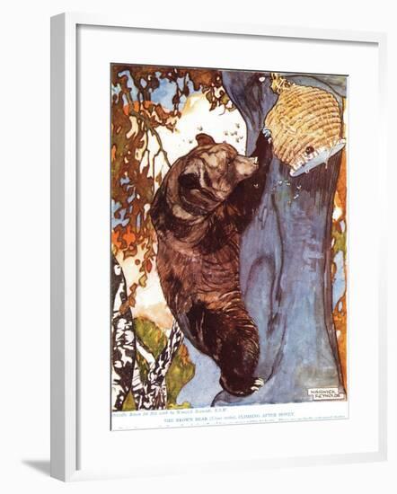 The Brown Bear (Ursus Arctos), Climbing after Honey, Illustration from 'The New Natural History',…-Warwick Reynolds-Framed Giclee Print