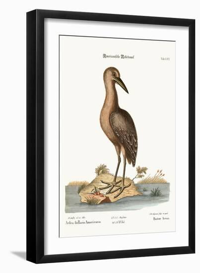 The Brown Bittern, 1749-73-Mark Catesby-Framed Giclee Print