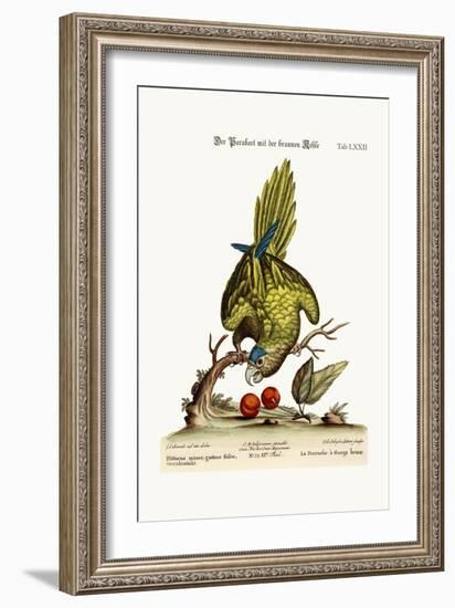 The Brown-Throated Parrakeet, 1749-73-George Edwards-Framed Giclee Print