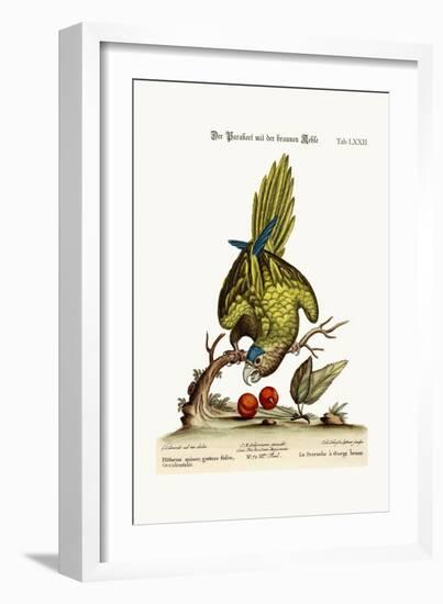 The Brown-Throated Parrakeet, 1749-73-George Edwards-Framed Giclee Print