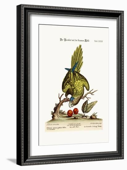 The Brown-Throated Parrakeet, 1749-73-George Edwards-Framed Giclee Print