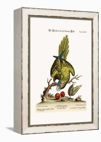 The Brown-Throated Parrakeet, 1749-73-George Edwards-Framed Premier Image Canvas