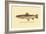 The Brown Trout-H.h. Leonard-Framed Art Print