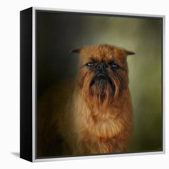 The Brussels Griffon-Jai Johnson-Framed Premier Image Canvas