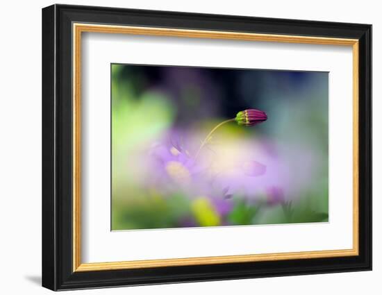 The bud-Heidi Westum-Framed Photographic Print