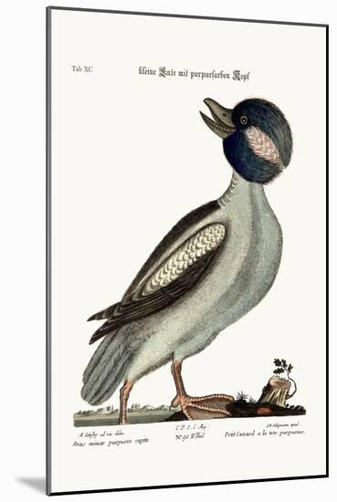 The Buffel's Head Duck, 1749-73-Mark Catesby-Mounted Giclee Print