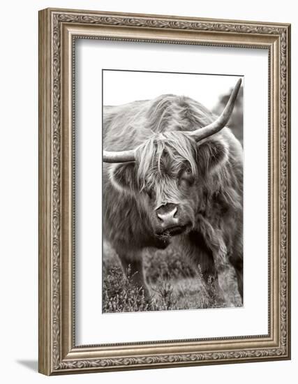 The Bull-Jacky Parker-Framed Photographic Print