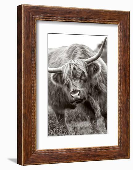 The Bull-Jacky Parker-Framed Photographic Print