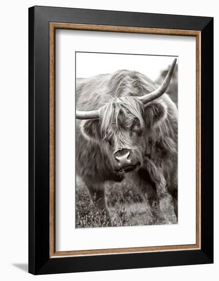 The Bull-Jacky Parker-Framed Photographic Print