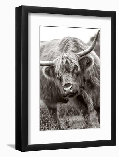 The Bull-Jacky Parker-Framed Photographic Print