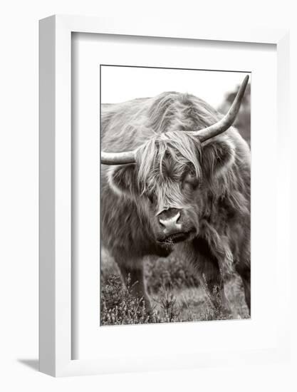 The Bull-Jacky Parker-Framed Photographic Print