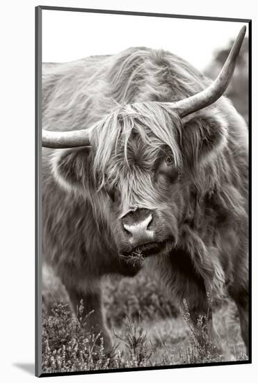 The Bull-Jacky Parker-Mounted Photographic Print