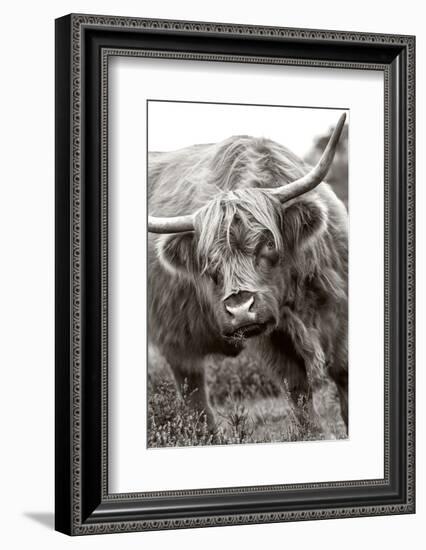 The Bull-Jacky Parker-Framed Photographic Print