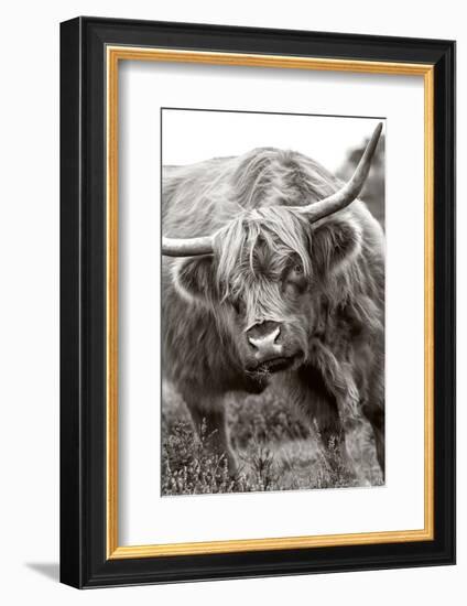 The Bull-Jacky Parker-Framed Photographic Print