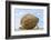 The Butterball Rock at Mamallapuram, Tamil Nadu, Southern India-Peter Adams-Framed Photographic Print