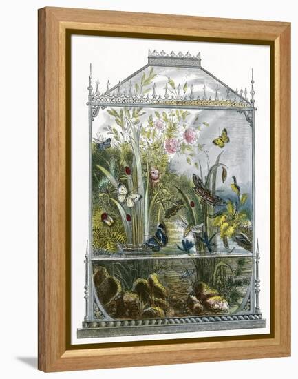 The Butterfly Vivarium-English-Framed Premier Image Canvas