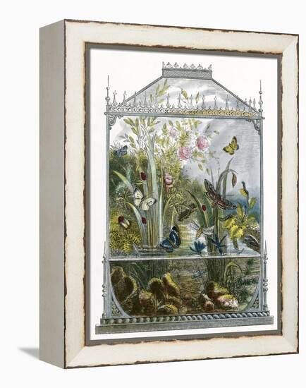 The Butterfly Vivarium-English-Framed Premier Image Canvas