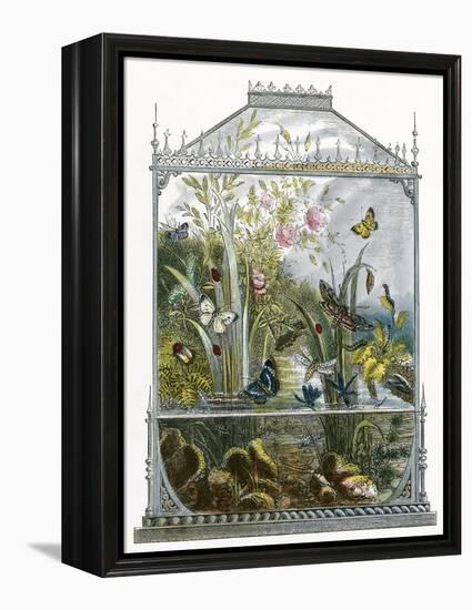 The Butterfly Vivarium-English-Framed Premier Image Canvas