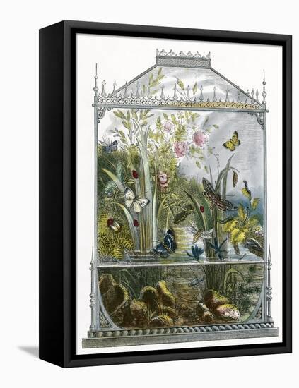 The Butterfly Vivarium-English-Framed Premier Image Canvas