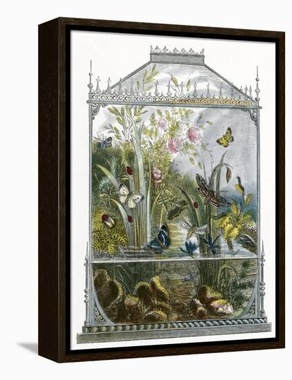 The Butterfly Vivarium-English-Framed Premier Image Canvas