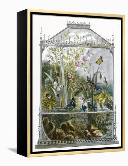 The Butterfly Vivarium-English-Framed Premier Image Canvas