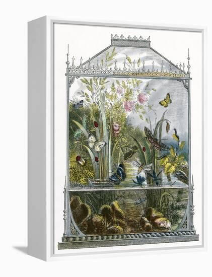 The Butterfly Vivarium-English-Framed Premier Image Canvas