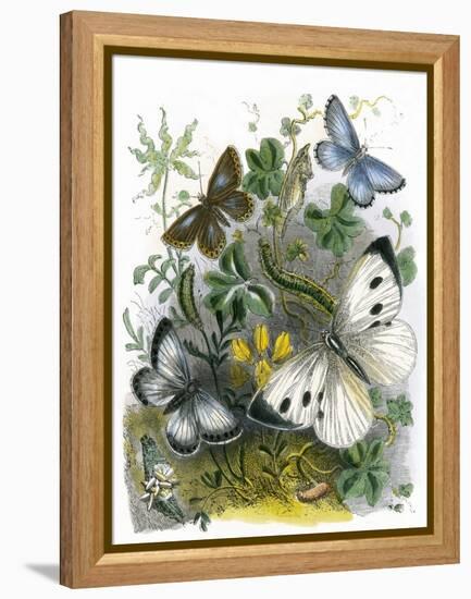 The Butterfly Vivarium-English-Framed Premier Image Canvas