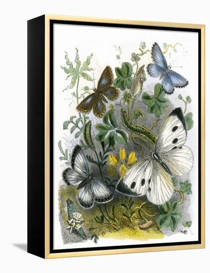 The Butterfly Vivarium-English-Framed Premier Image Canvas