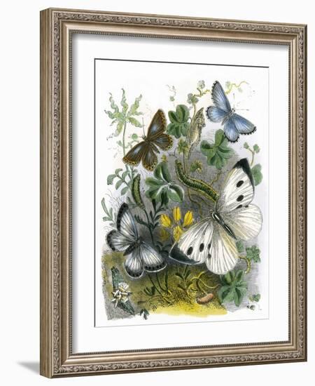 The Butterfly Vivarium-English-Framed Giclee Print